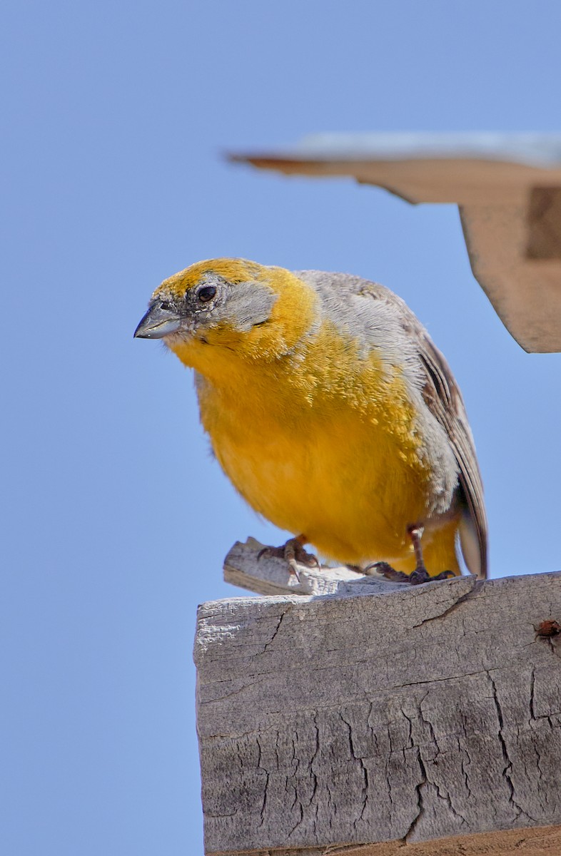 Bright-rumped Yellow-Finch - Angélica Abarca Ampuero