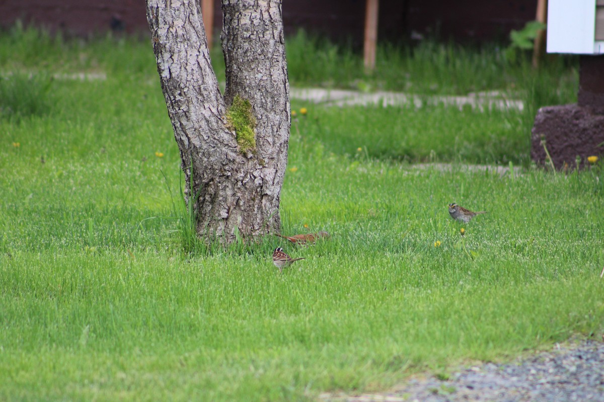 Fox Sparrow (Red) - ML622124634