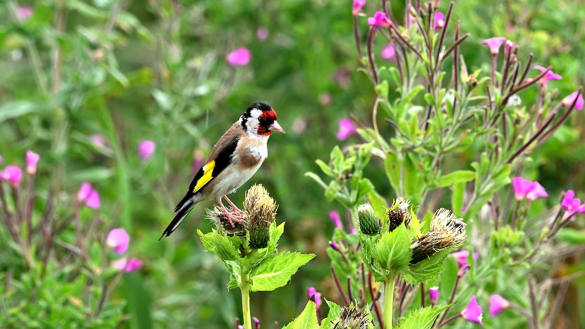 European Goldfinch - ML622124706