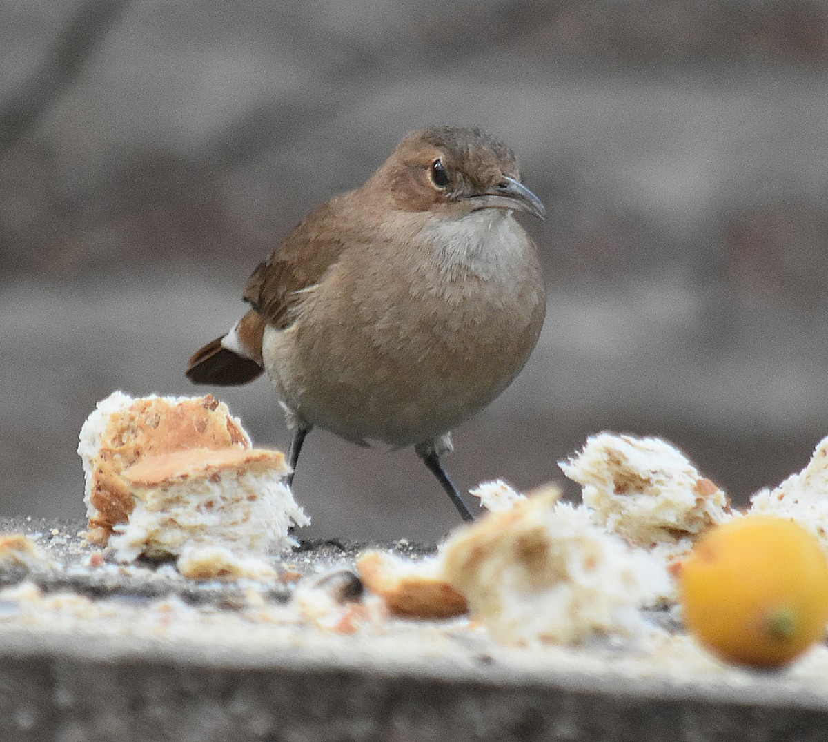 Rufous Hornero - andres ebel