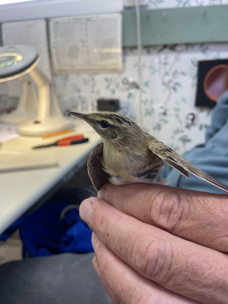 Sedge Warbler - ML622124709