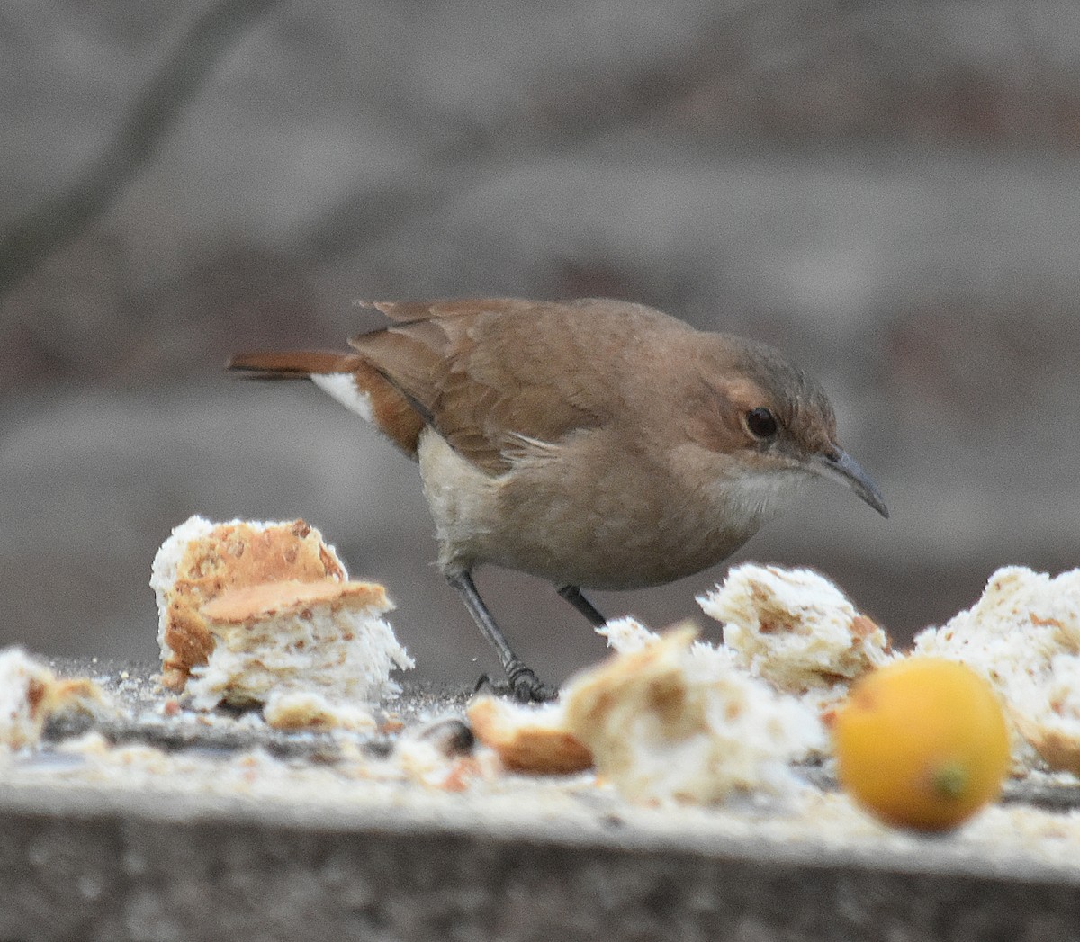 Rufous Hornero - andres ebel