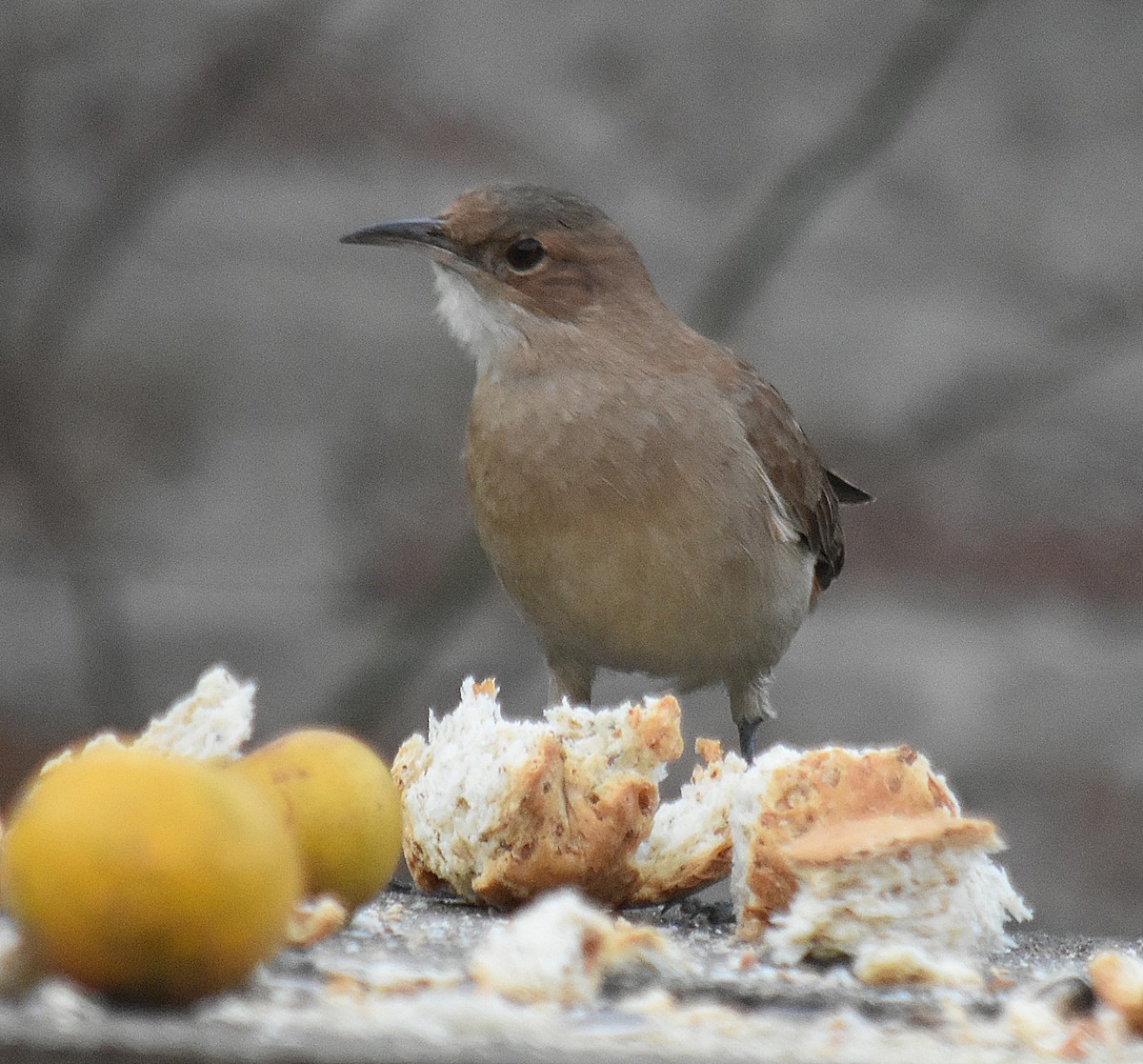 Rufous Hornero - andres ebel