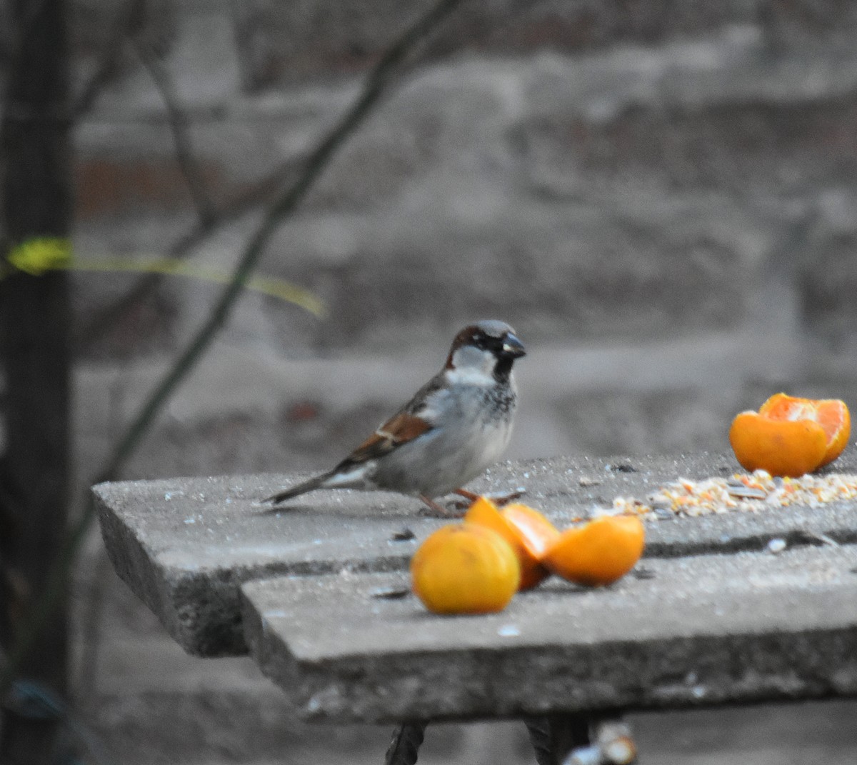 House Sparrow - ML622124721