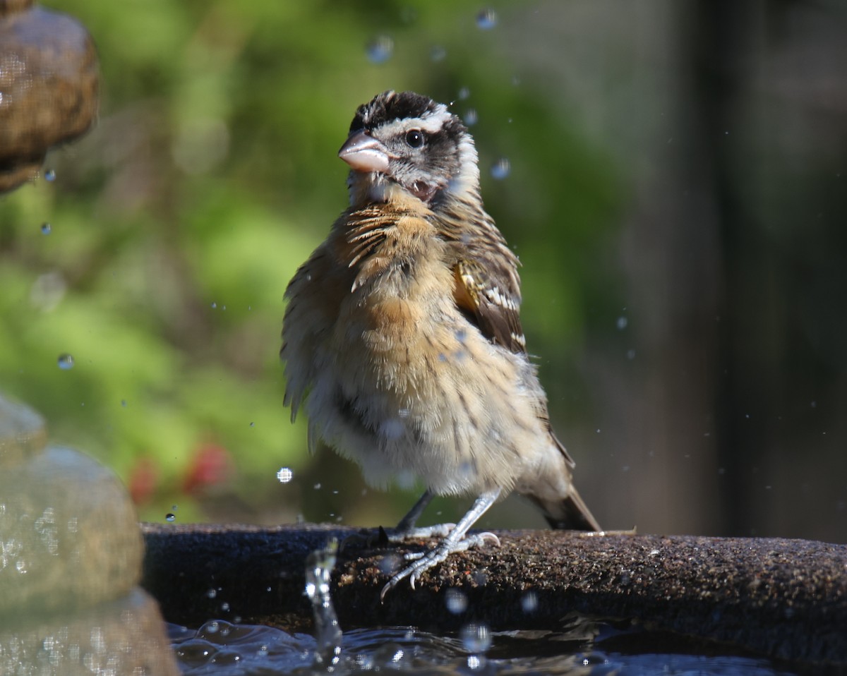 Black-headed Grosbeak - ML622124722