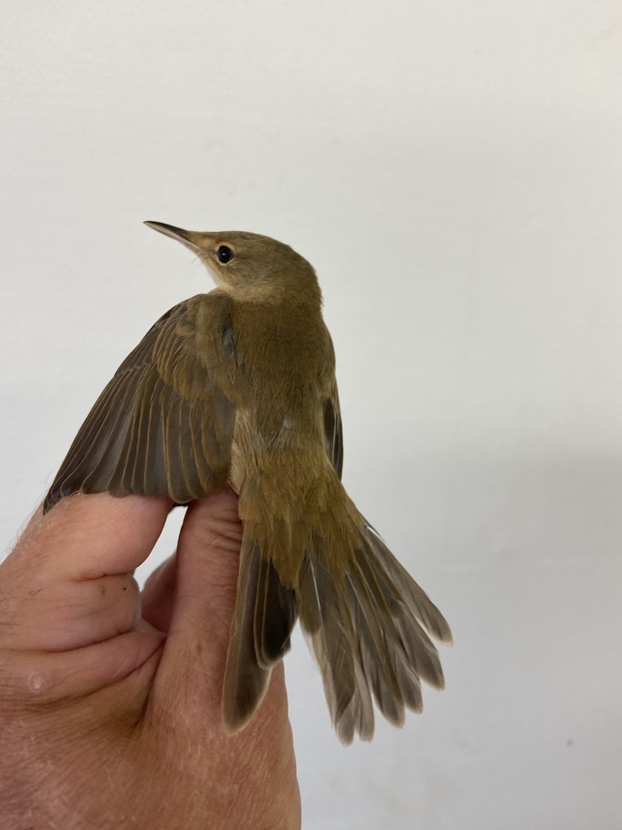 Common Reed Warbler - ML622124724