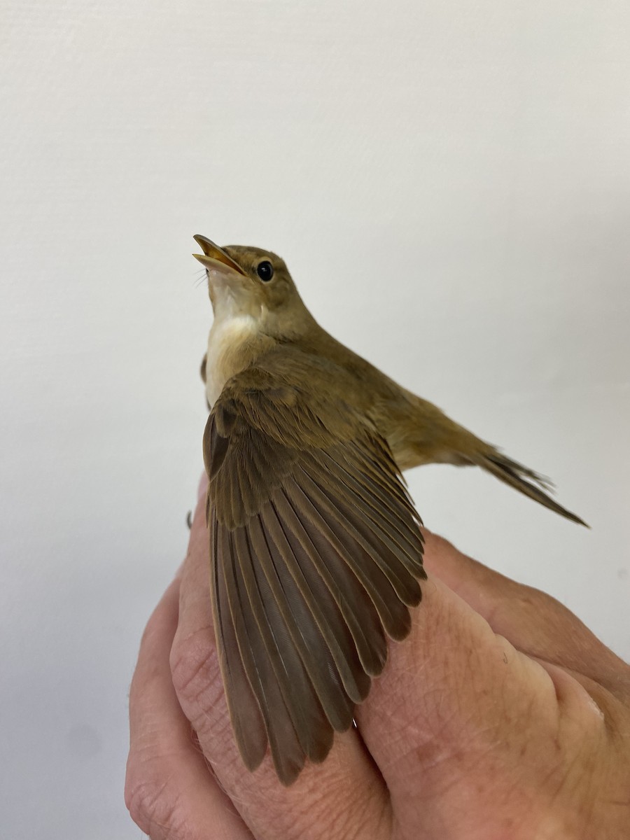 Common Reed Warbler - ML622124725