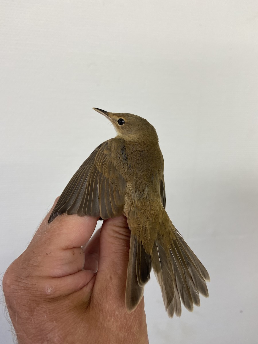 Common Reed Warbler - ML622124726