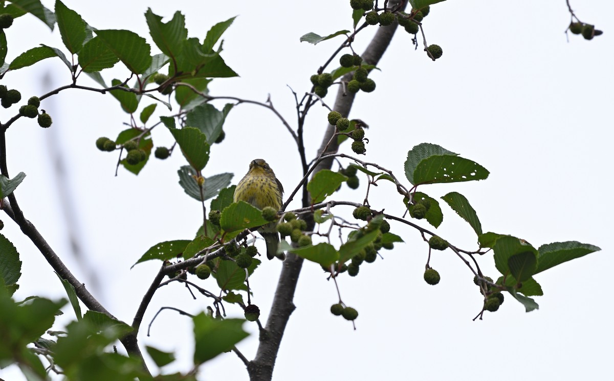 Cape May Warbler - brian bishop