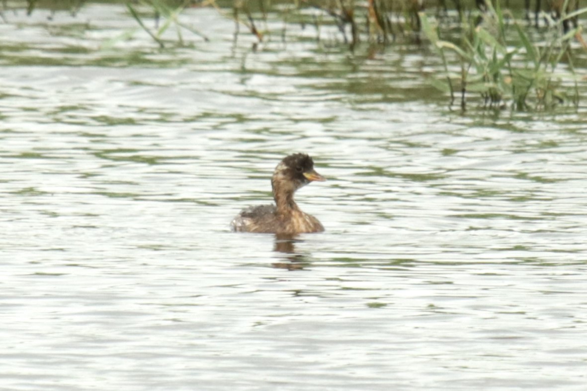 Little Grebe - Jan Roedolf