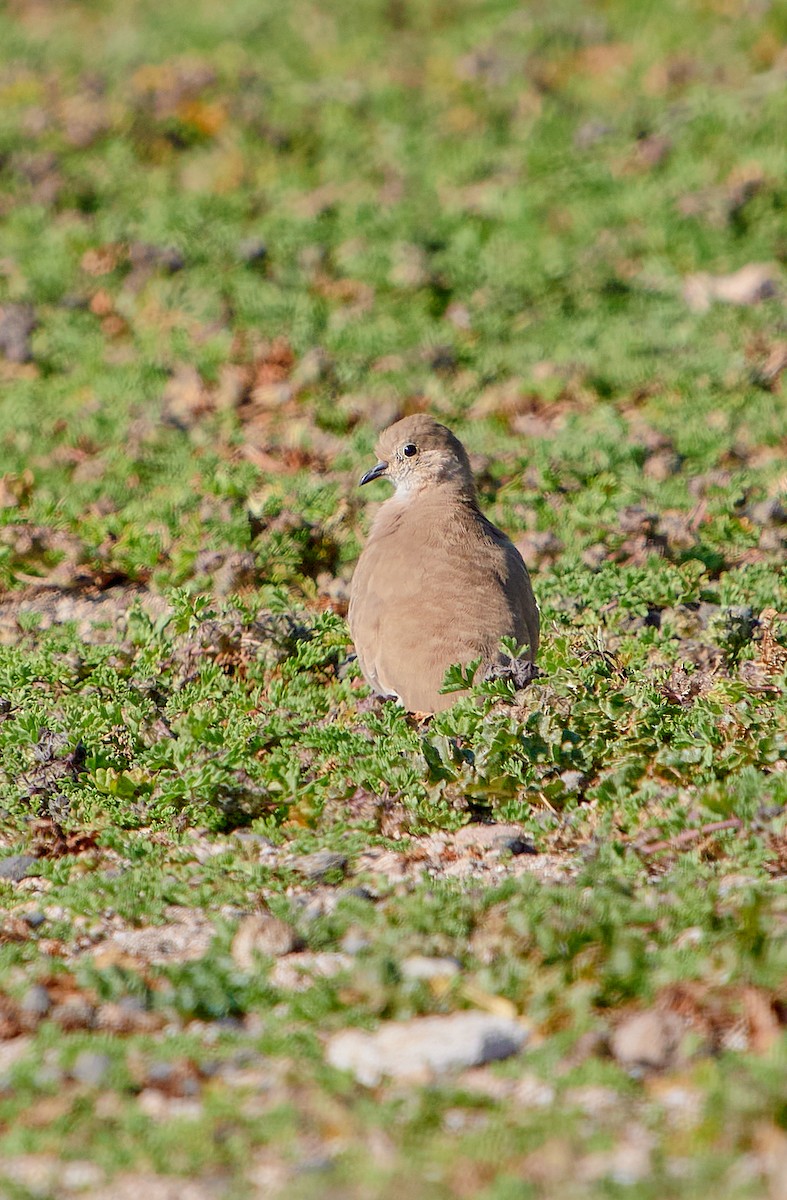 Golden-spotted Ground Dove - Angélica  Abarca