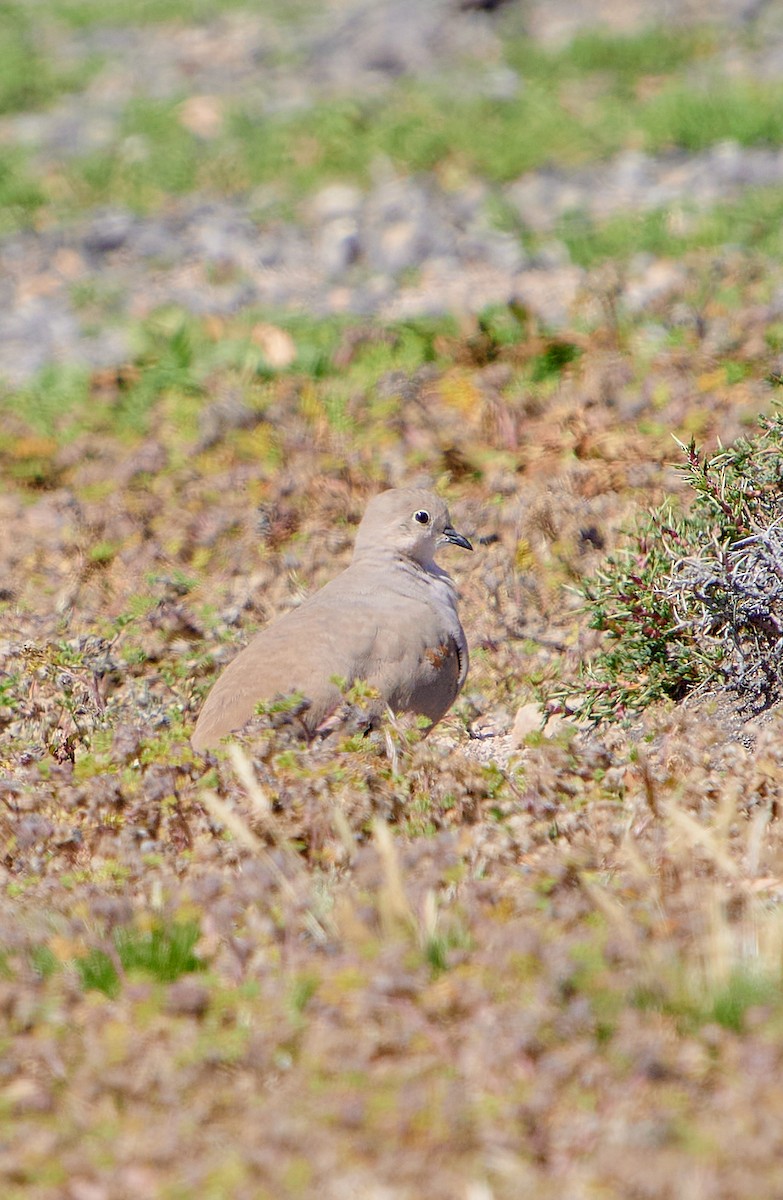 キンボシハシリバト - ML622124837