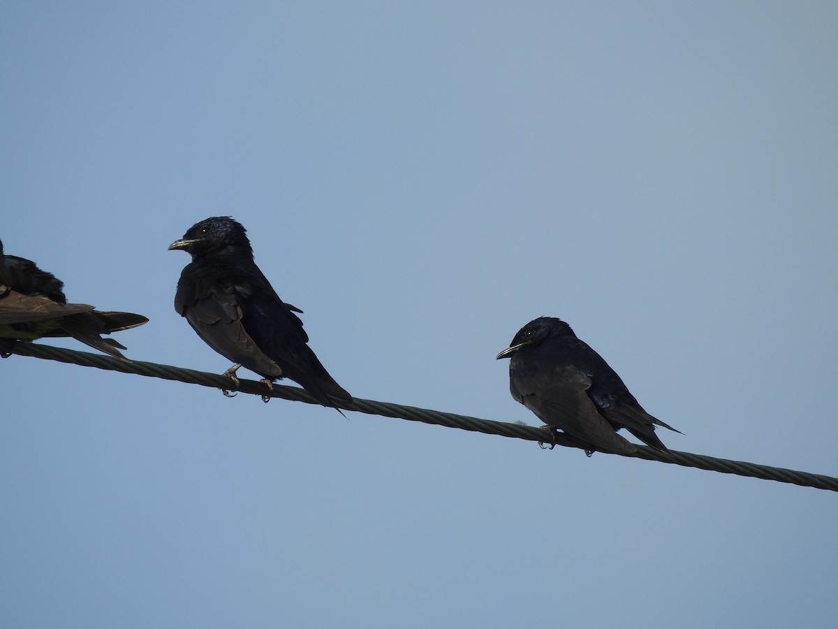 Purple Martin - Laura Mae