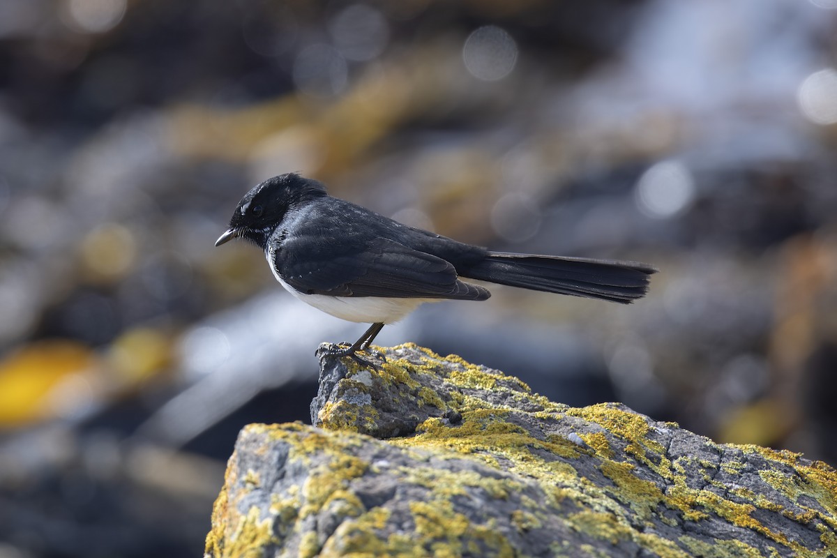 Willie-wagtail - ML622124885