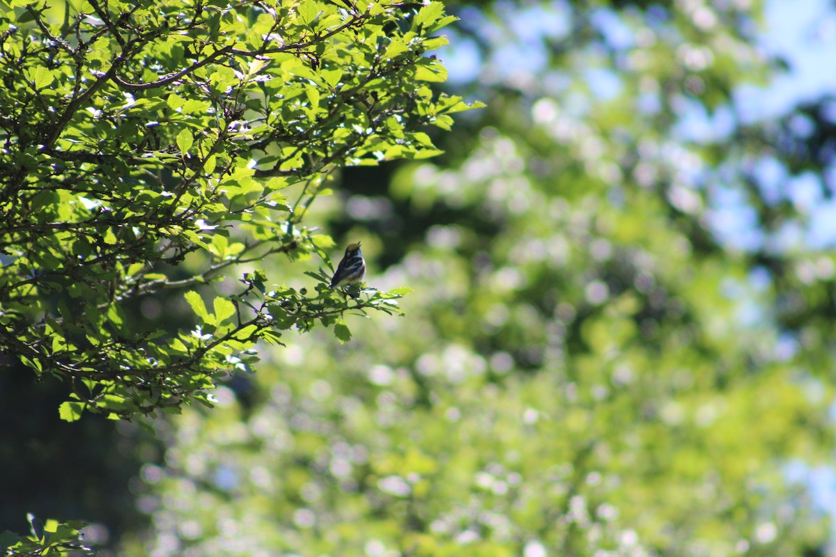 Chestnut-sided Warbler - ML622124887