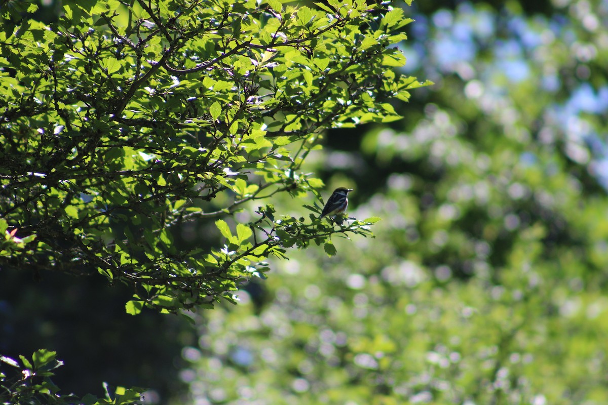 Chestnut-sided Warbler - ML622124889