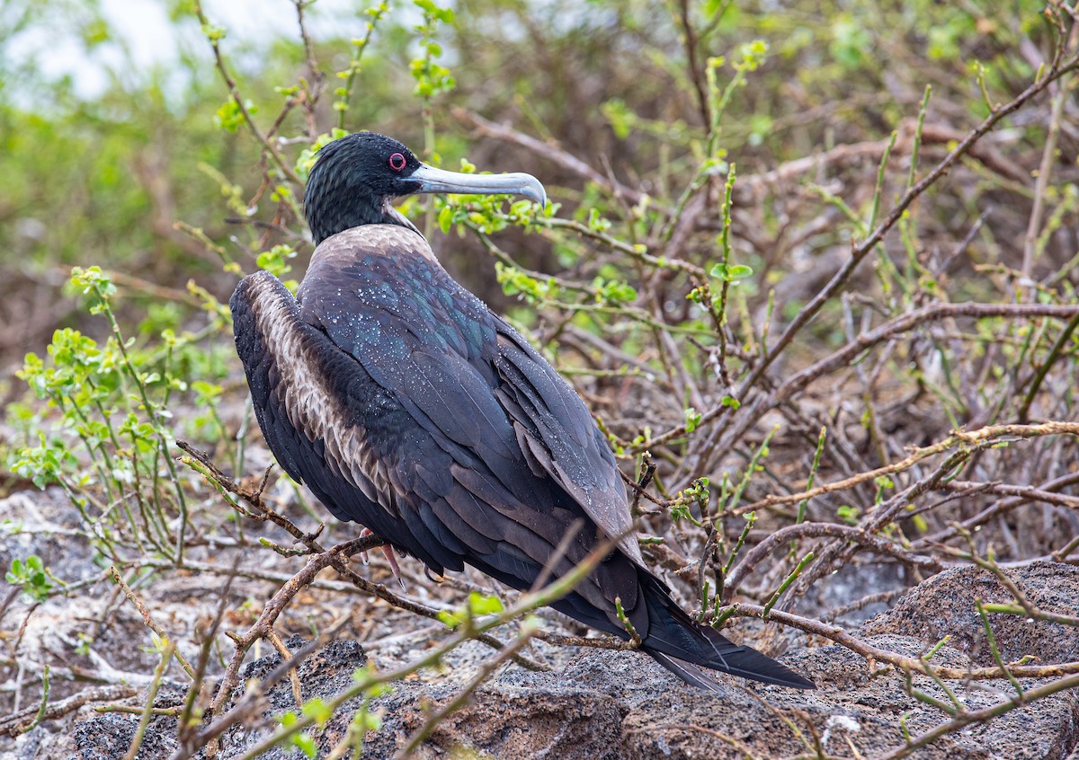 Bindenfregattvogel - ML622124891