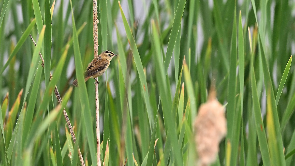 Sedge Warbler - ML622124892