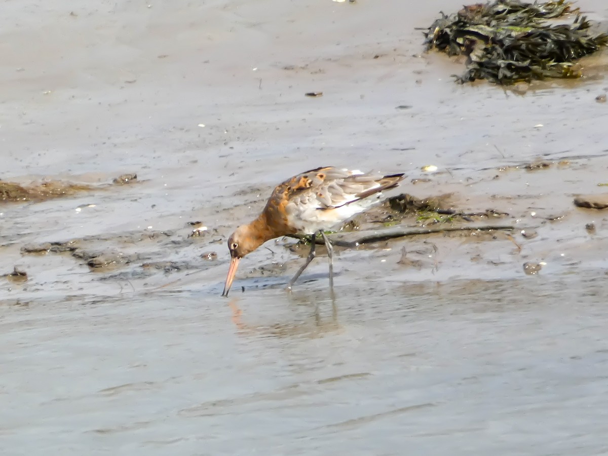 Black-tailed Godwit - ML622124893