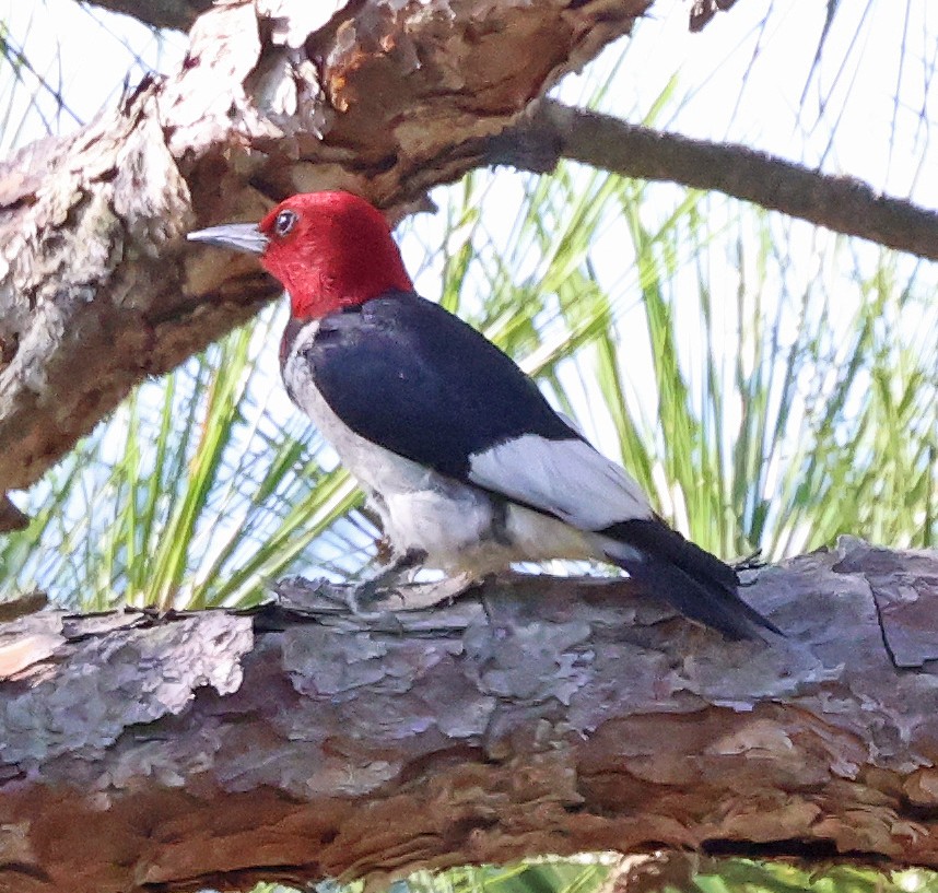 Red-headed Woodpecker - ML622124894