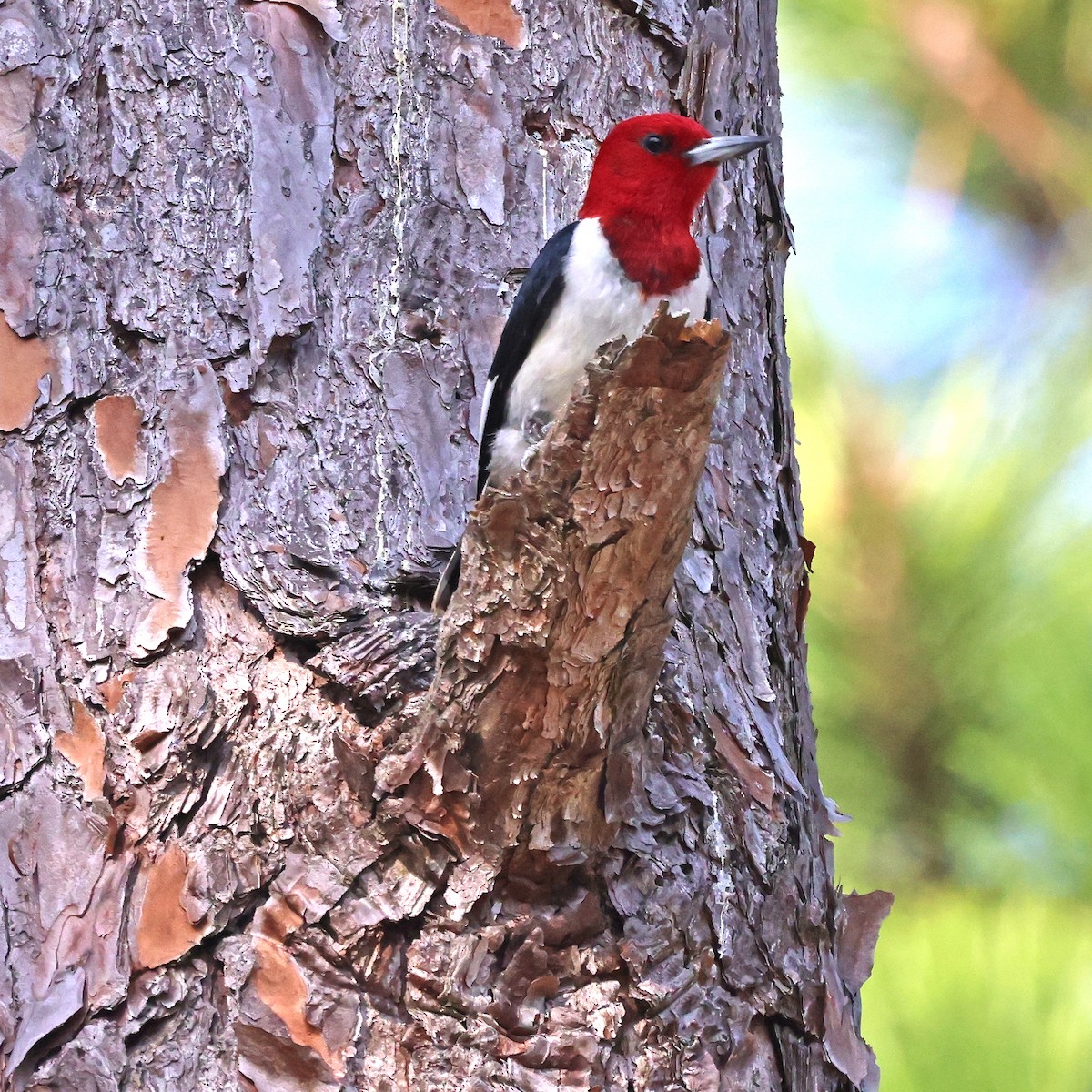 Red-headed Woodpecker - ML622124895