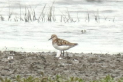 Little Stint - ML622124896