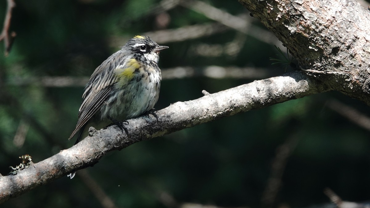 Yellow-rumped Warbler - ML622124897