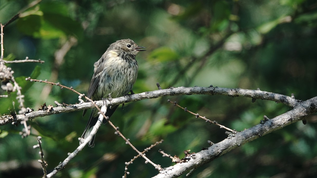 Yellow-rumped Warbler - ML622124898