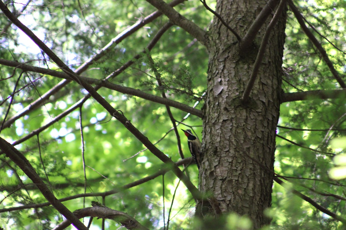 Yellow-bellied Sapsucker - ML622124903