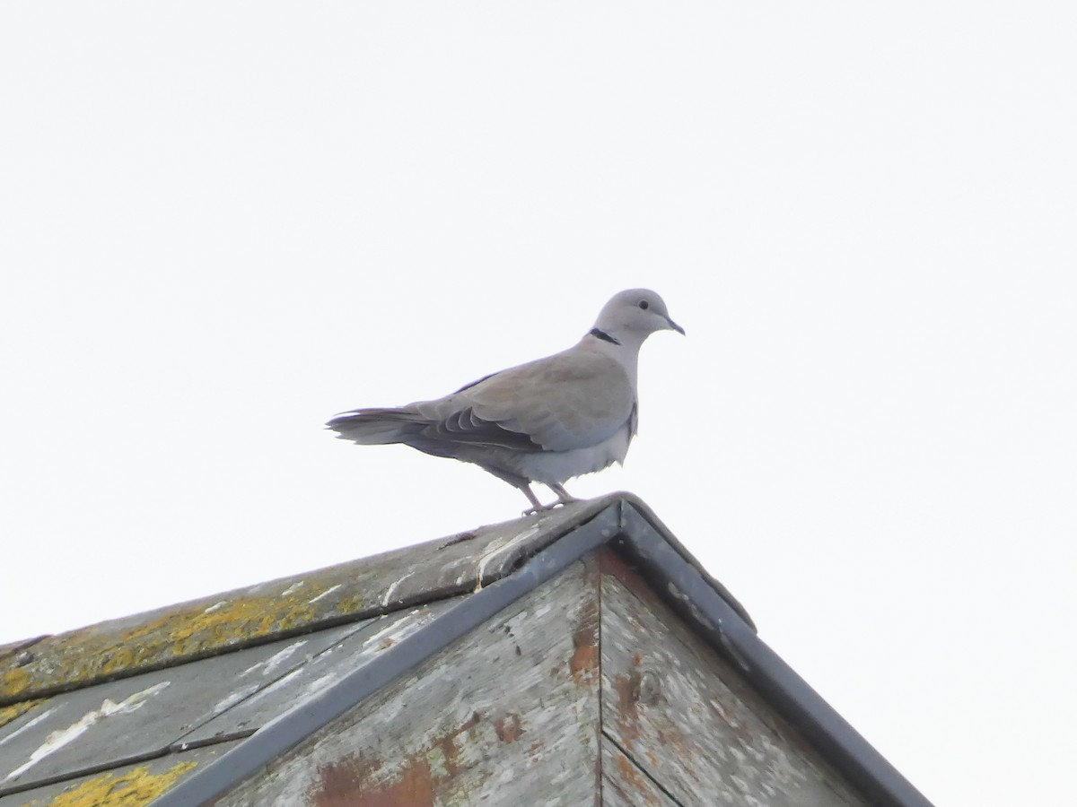 Eurasian Collared-Dove - ML622124904