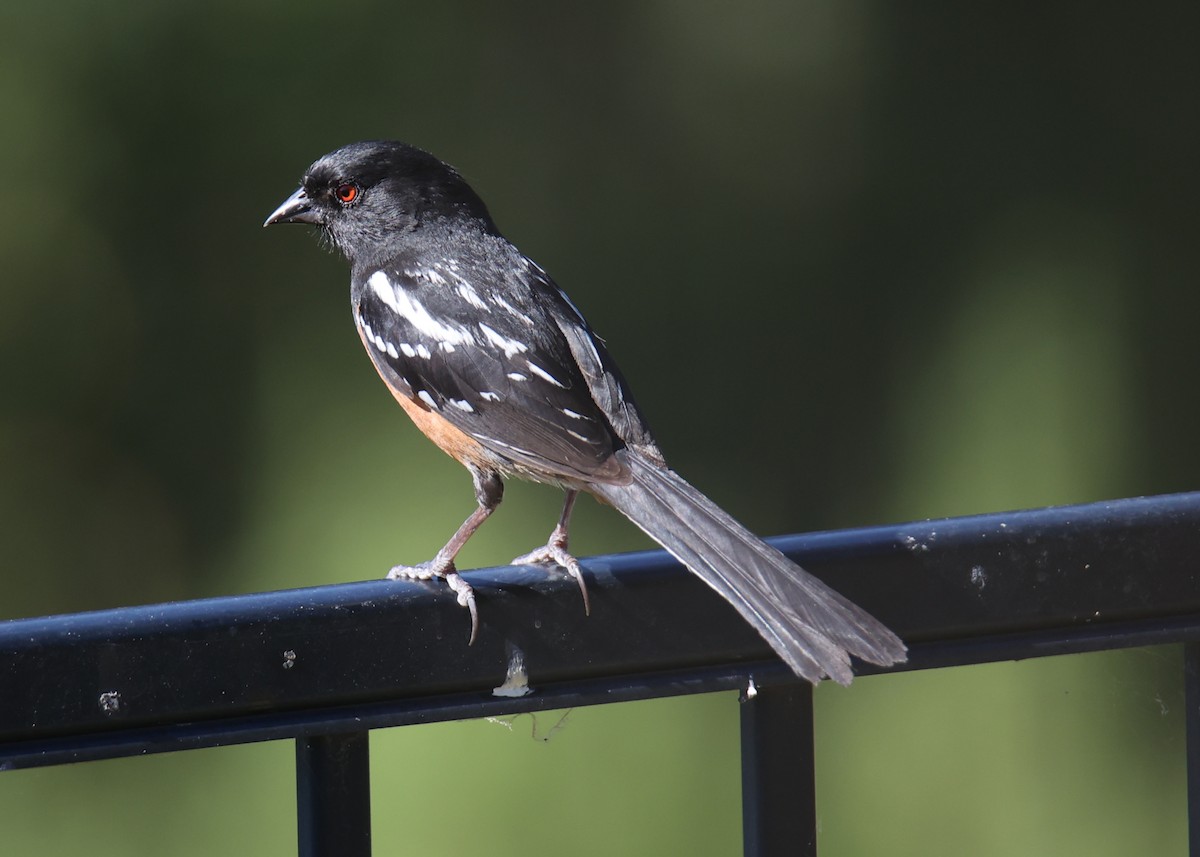 Spotted Towhee - ML622124907