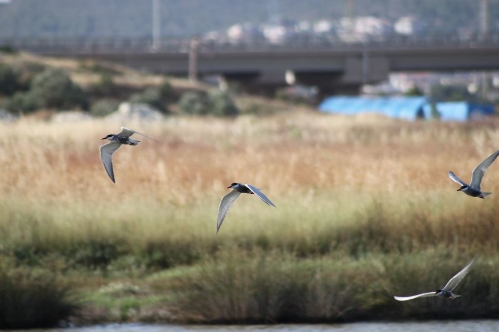 Whiskered Tern - Biray PINAR