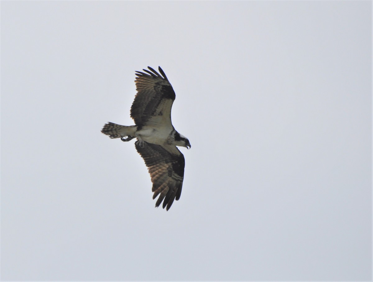 Osprey (carolinensis) - Tim Healy