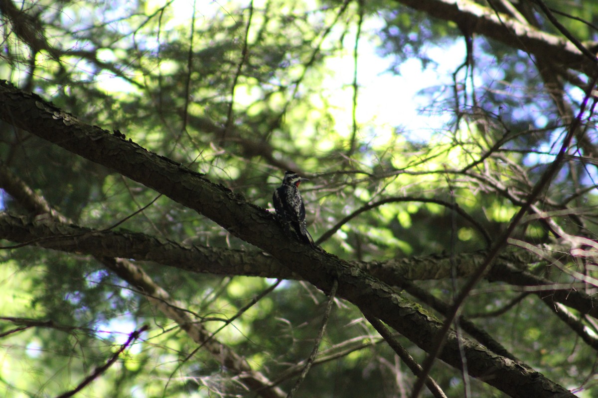 Yellow-bellied Sapsucker - ML622124912