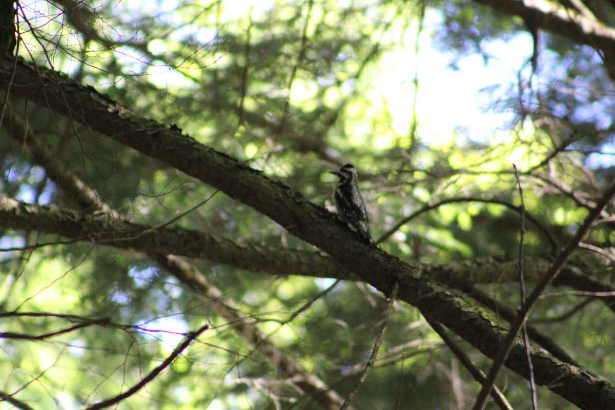 Yellow-bellied Sapsucker - ML622124913