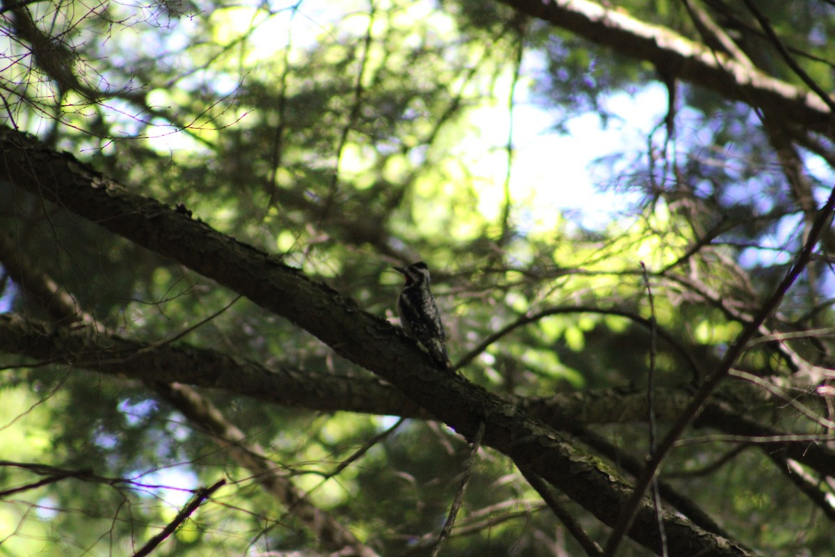 Yellow-bellied Sapsucker - ML622124914