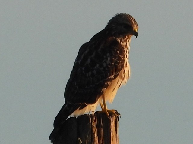 Red-shouldered Hawk - ML622124916