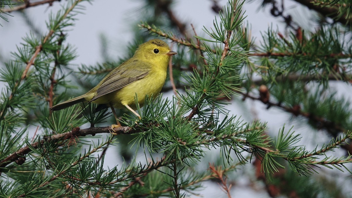 Wilson's Warbler - ML622124918