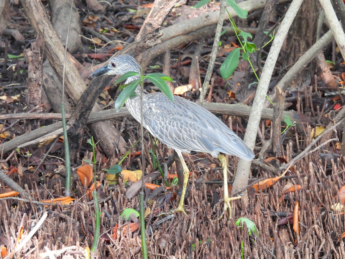 Black-crowned Night Heron - ML622124919