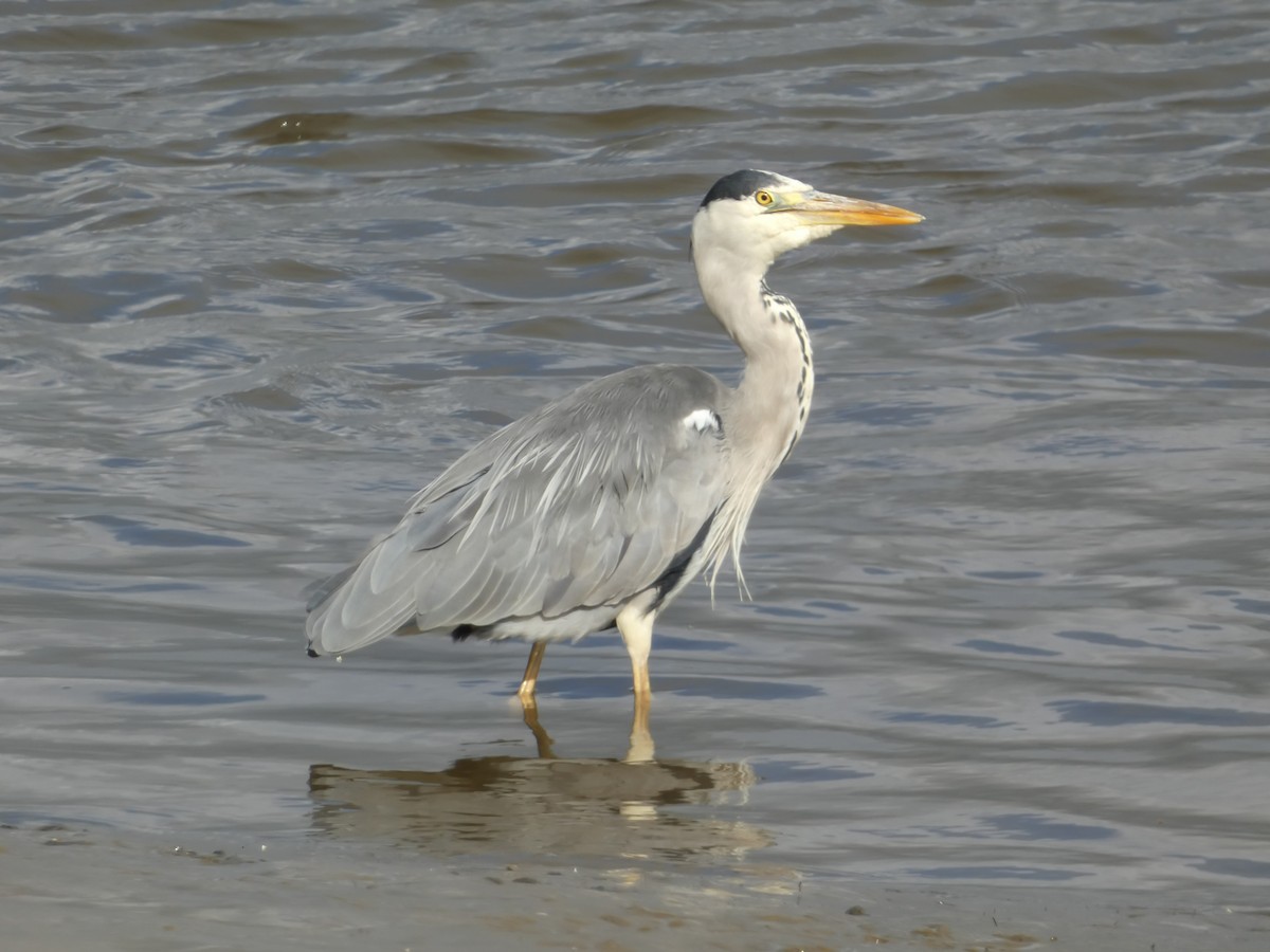 Gray Heron - ML622124920