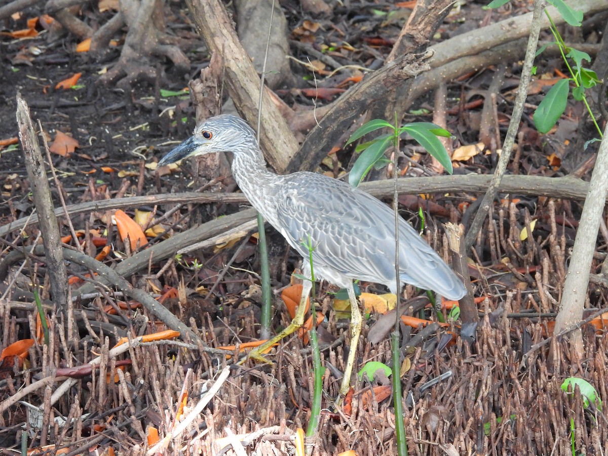 Black-crowned Night Heron - ML622124921