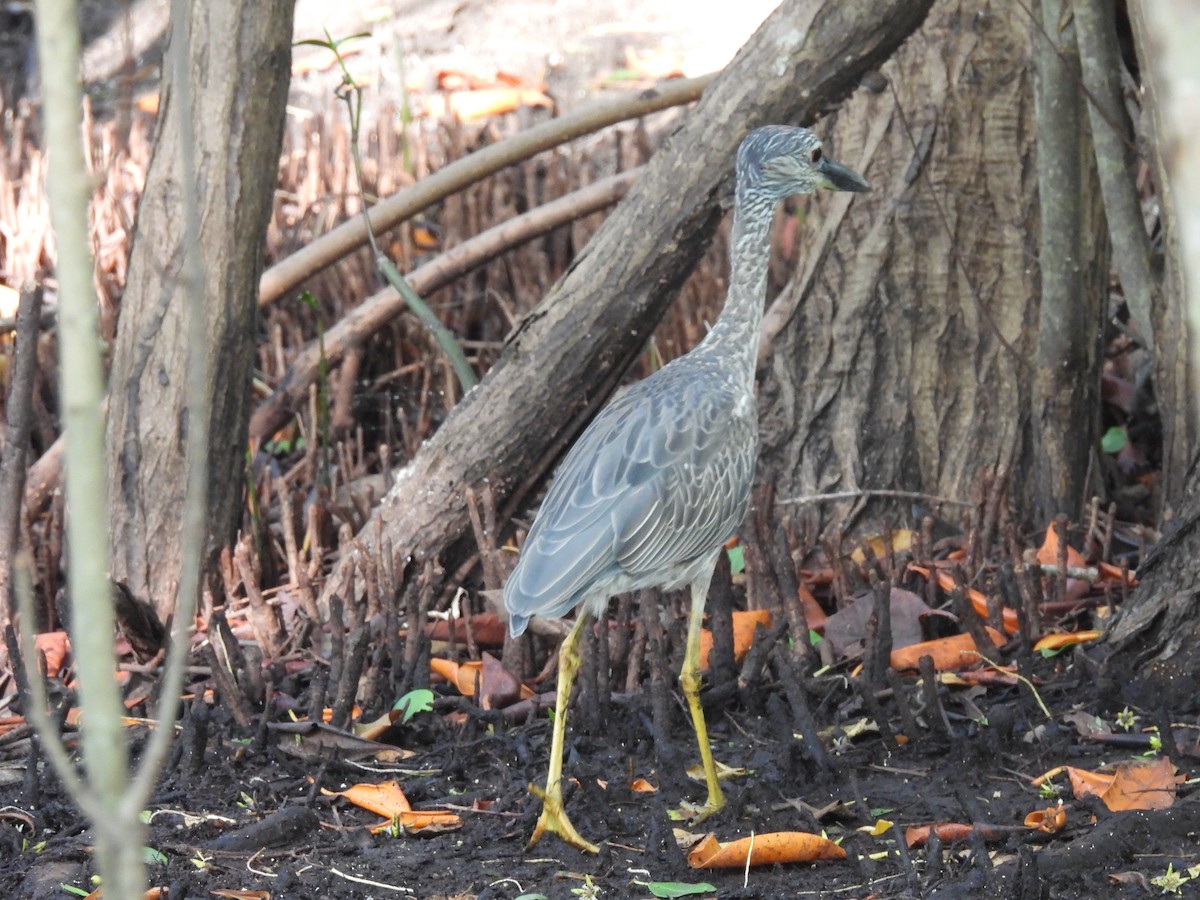 Black-crowned Night Heron - ML622124922