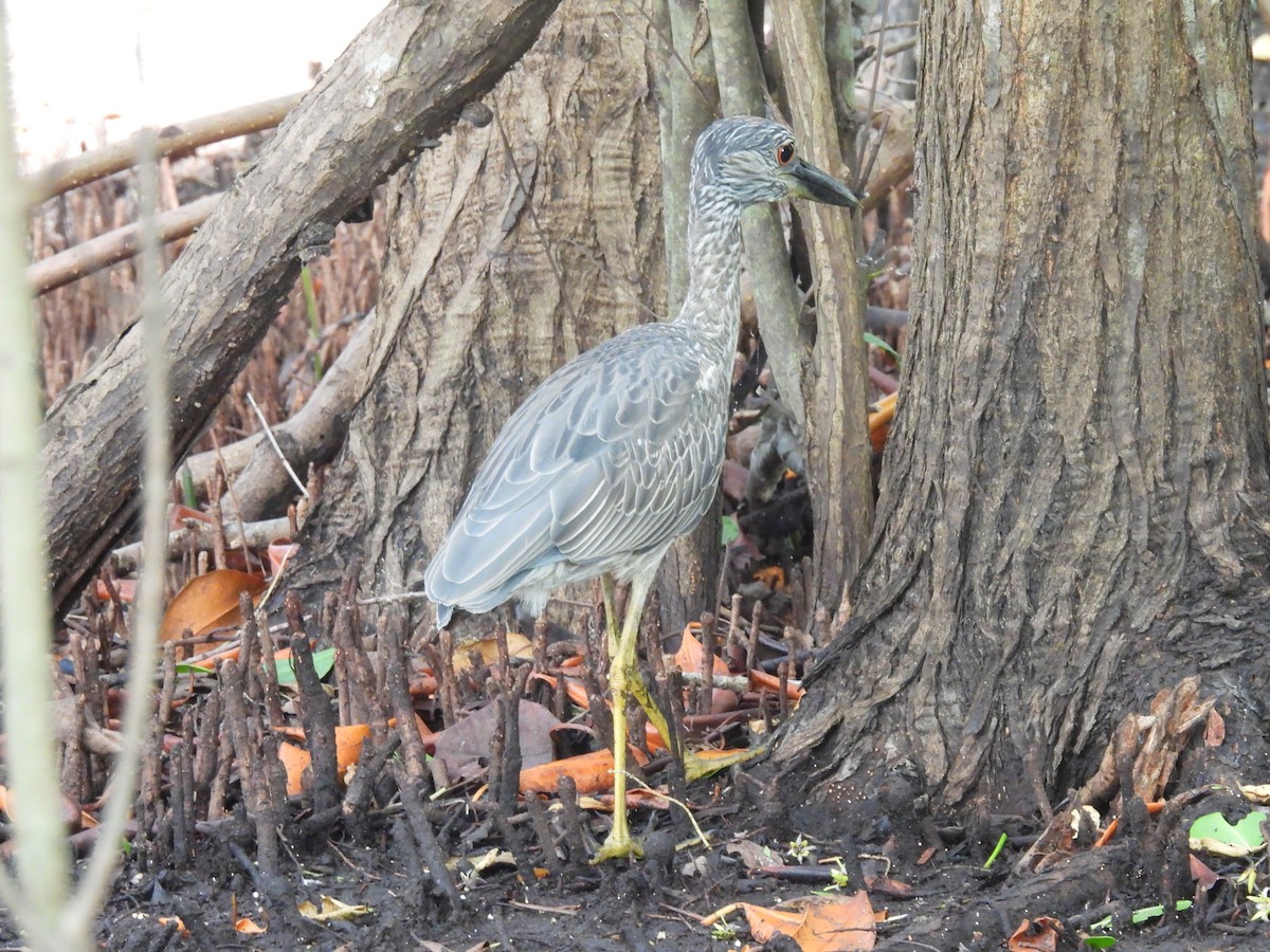 Black-crowned Night Heron - Leandro Niebles Puello