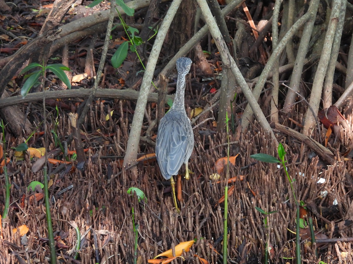 Black-crowned Night Heron - ML622124924