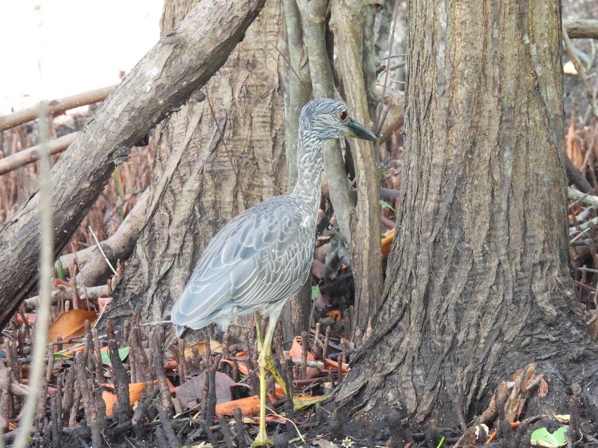 Black-crowned Night Heron - ML622124925