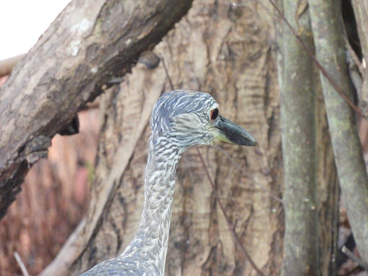 Black-crowned Night Heron - ML622124926