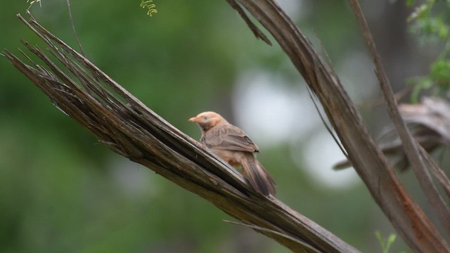 Gelbschnabel-Drosselhäherling - ML622124929