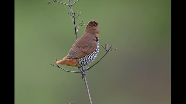 Scaly-breasted Munia - ML622124936