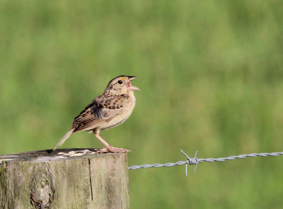 Grasshopper Sparrow - ML622124942