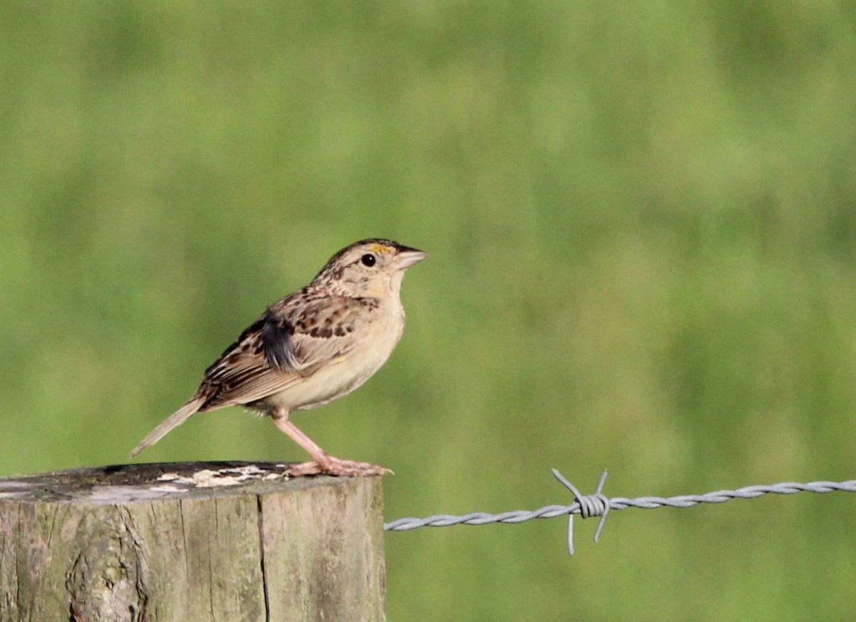 Grasshopper Sparrow - ML622124944